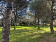 L’Ajuntament de la Bisbal d’Empordà activa mesures contra la processionària del pi