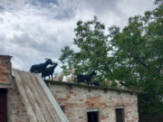 Un ferit greu a Oliana en caure d’un teulat quan intentava fer-ne baixar un ramat de cabres